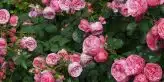 bouturage des pivoines 